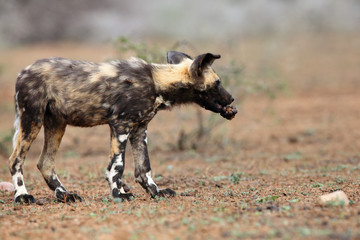The African wild dog, African hunting dog, or African painted dog (Lycaon pictus) , puppy with a toy