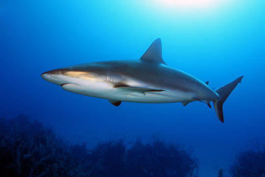 The Caribbean reef shark (Carcharhinus perezii) swims over reef in blue