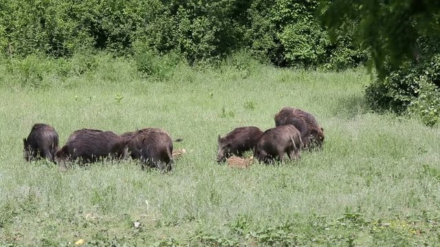 Wild boars on a field