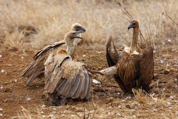 The white-backed vulture (Gyps africanus) fighting for the carcasses