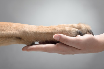 Close Up of a Brown Dog Giving the Paw to a Woman
