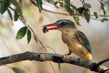 The striped kingfisher (Halcyon chelicuti) sitting on a branch with food in its beak