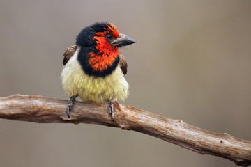 The black-collared barbet (Lybius torquatus) sitting on the branch