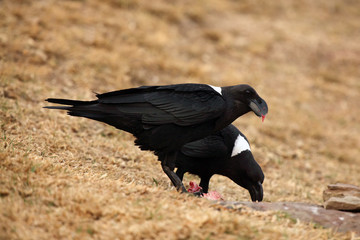 The white-necked raven (Corvus albicollis) the pair sitting in the grass with food