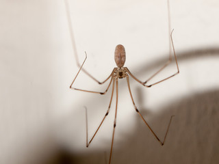 Spider hanging down inside house