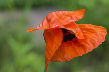 flaming poppy with waterdrops