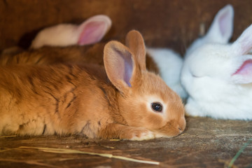 Animal, baby, funny little rabbits red and white colors are in a cage
