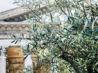 Obraz premium olive tree and Maison Carree in Nimes city