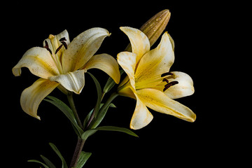 Yelow lily flowers and bud on black background