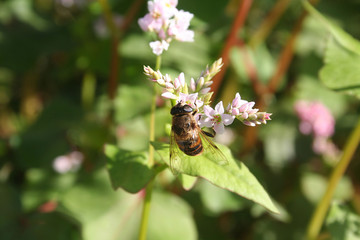Ape su fiore di grano saraceno nel campo