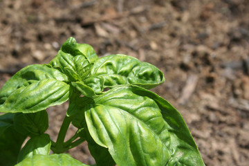 Basilico nell'orto in estate