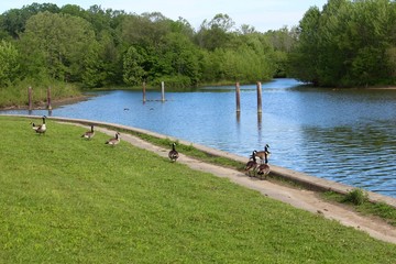 The geese on the water edge of the lake.