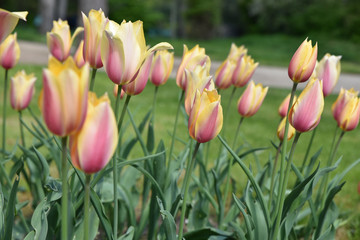 Tulipes jaune et rose au printemps au jardin