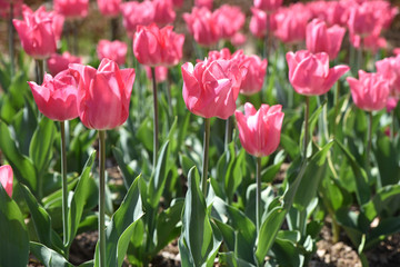 Tulipes roses au lever du soleil au jardin au printemps