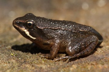 Wood Frog (Rana sylvatica) Pollyfrog