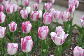Tulipes rose et blanc au printemps au jardin