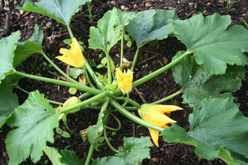 Pianta di zucchina con fiori e frutti nell'orto