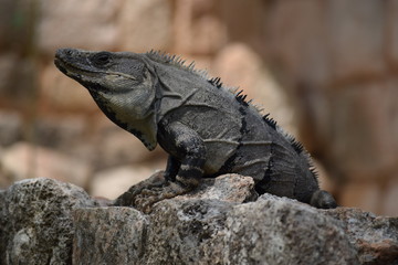Iguana in Messico