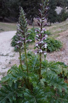 Purple flower olant