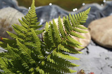Fern leaf / spring ferns in the forest