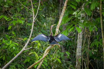 Fototapeta premium Anhinga or snakebird sittting over a branch, inside of the amazon rainforest in the Cuyabeno National Park in Ecuador