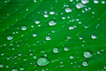 Background of nature