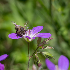 Abeille vs fleur 02