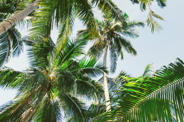 Fototapeta na wymiar Beautiful background with tropical palm trees.