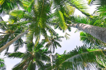 Fototapeta na wymiar Beautiful background with tropical palm trees.View from below upwards on palm trees against the sky.Palm trees in the sunlight.Paradise design banner background.