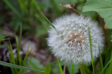 fleur de pissenlit