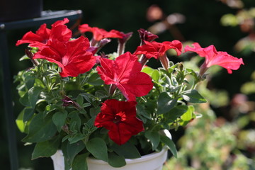 Petunia - a very beautiful summer flowers