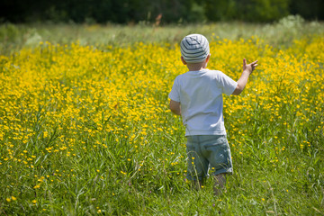 Back view on toddler boy walking on a meadow with yellow wild flowers. Child enjoying sun in the countryside field.