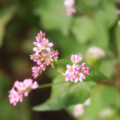 Campo di grano saraceno in estate