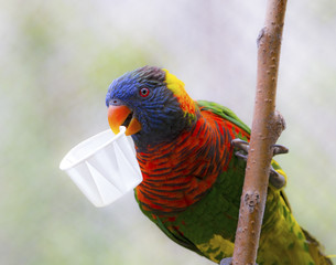 Portrait of parrot - rainbow lorikeet