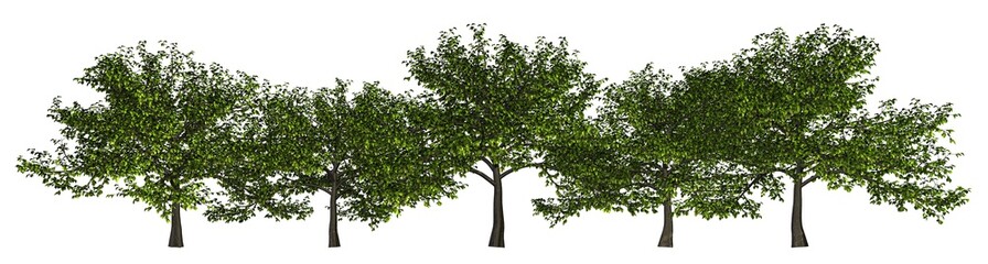 Fototapeta na wymiar Trees in a row isolated on white 3d illustration
