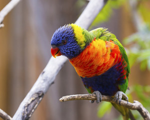 Portrait of parrot - rainbow lorikeet