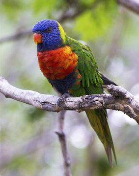 Fototapeta Portrait of parrot - rainbow lorikeet