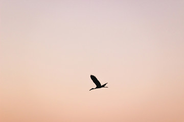 Fototapeta na wymiar Silhouette single bird flies in the sky at dusk. Orange sky