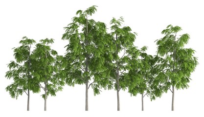 Trees in a row isolated on white 3d illustration