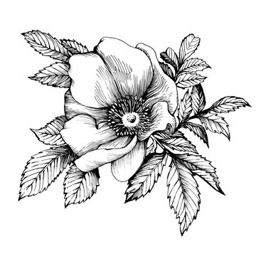 Graphic the branch flower dog rose names: Japanese rose, Rosa rugosa. Black and white outline illustration.