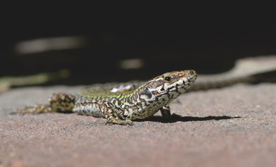 lizard close up