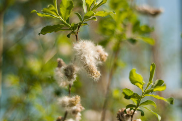 Fiore a primavera