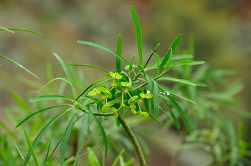 Isolated branch of euphorbia in full bloom