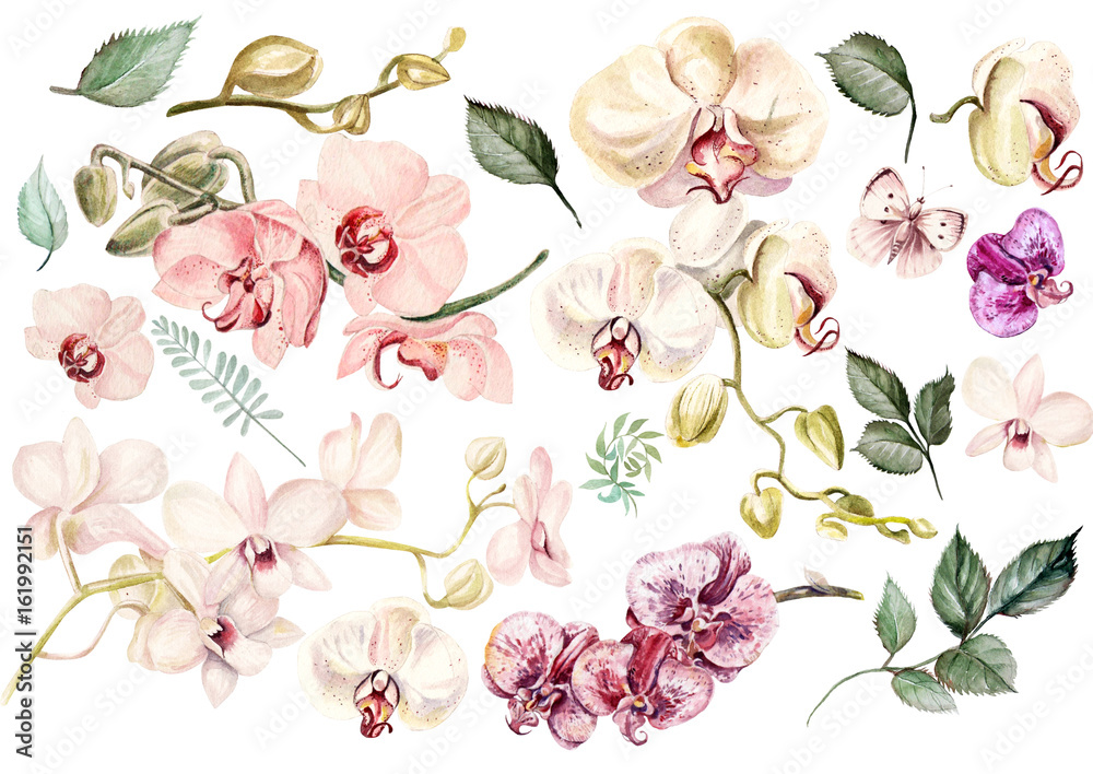 Wall mural beautiful watercolor set with orchids. illustration