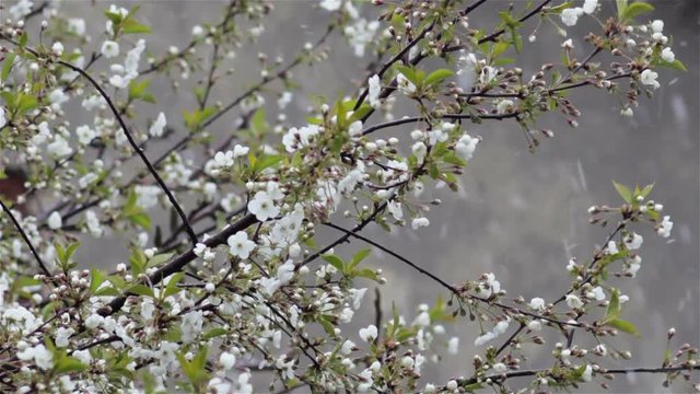 Blooms cherry and snow falls/Cherry trees blossom and snow falls