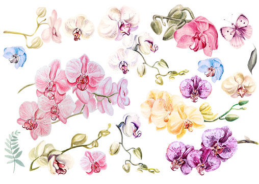 Beautiful watercolor set with orchids. Illustration