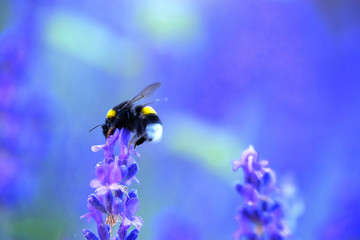 shaggy bumblebee gathers nectar from a lavender flower, background