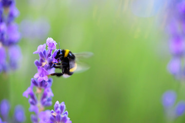 shaggy bumblebee gathers nectar from a lavender flower, background