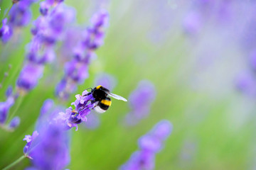 shaggy bumblebee gathers nectar from a lavender flower, background