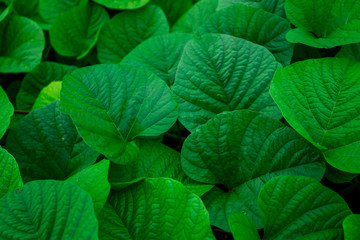 Background of nature